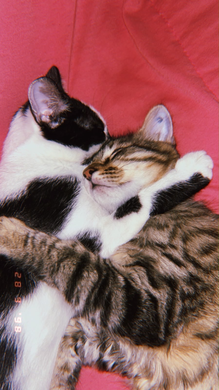 Meus gatos Tião e Maeve