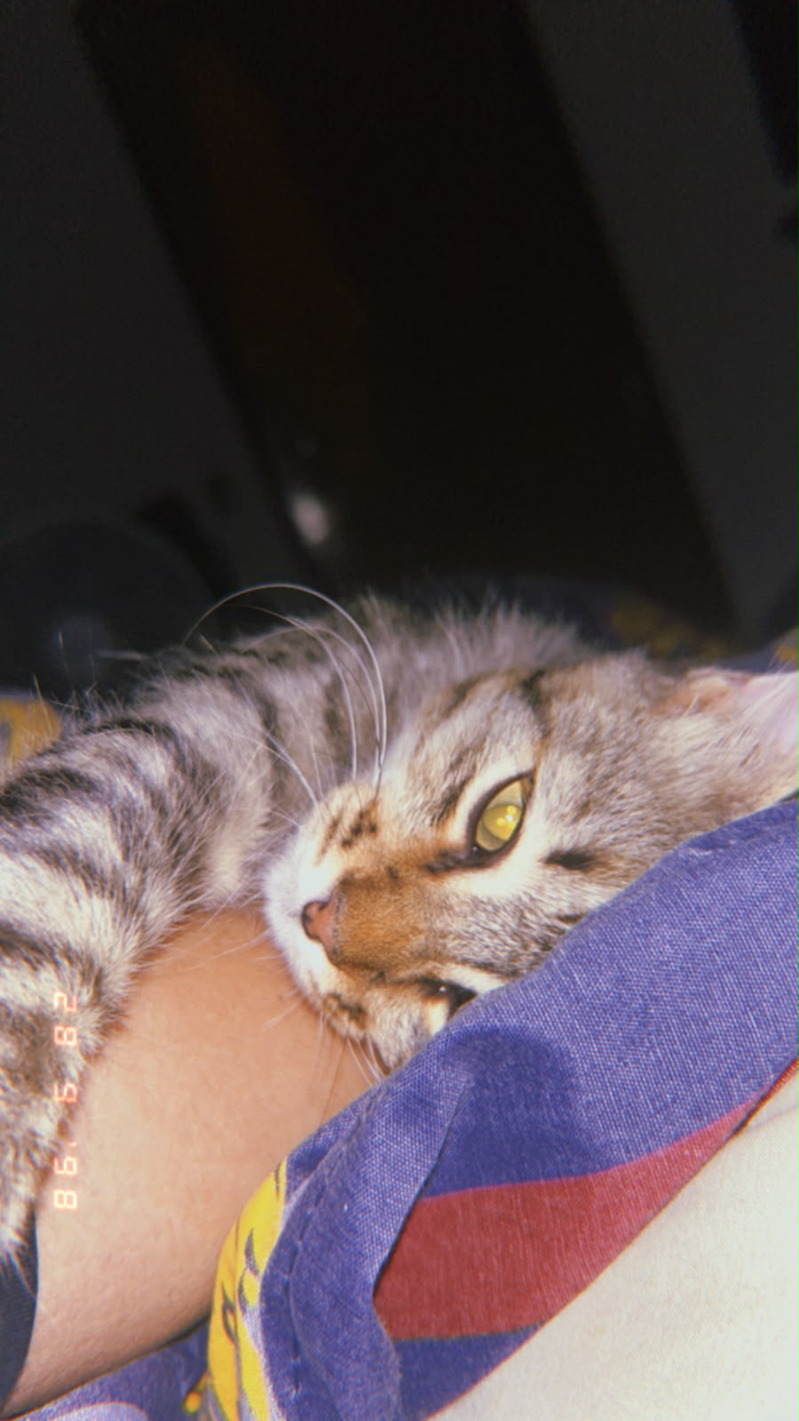 tiao
